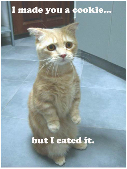 catpd0.png