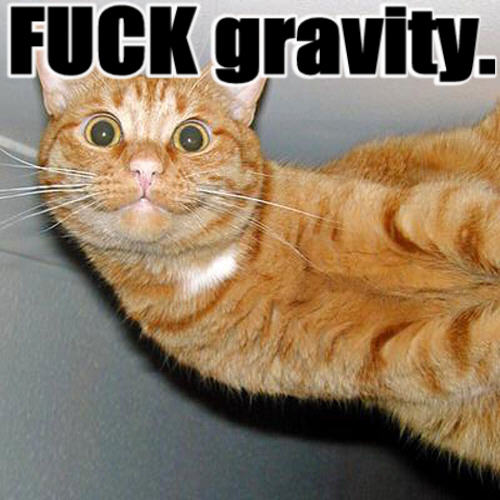 Gravity Cat.jpg